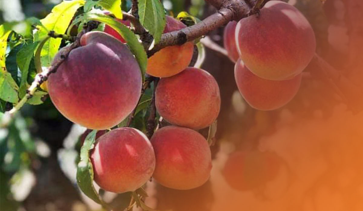 Farm fresh pick-your-own peaches at Livesay Orchards in Porter, Oklahoma