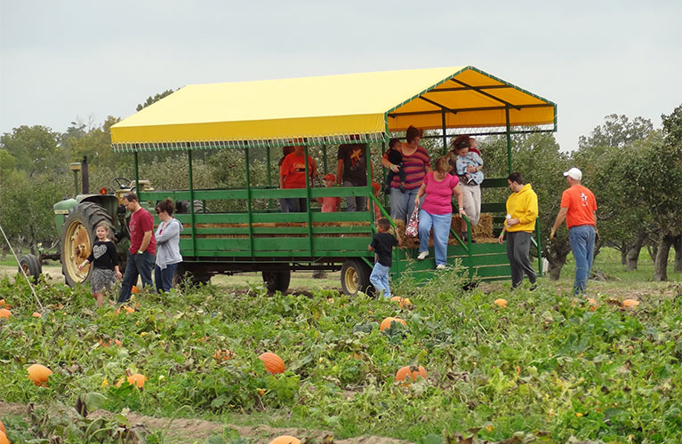 Group Wagon rides to the pick-your-own pumpkin patch at Livesay Orchards in Porter, OK.
