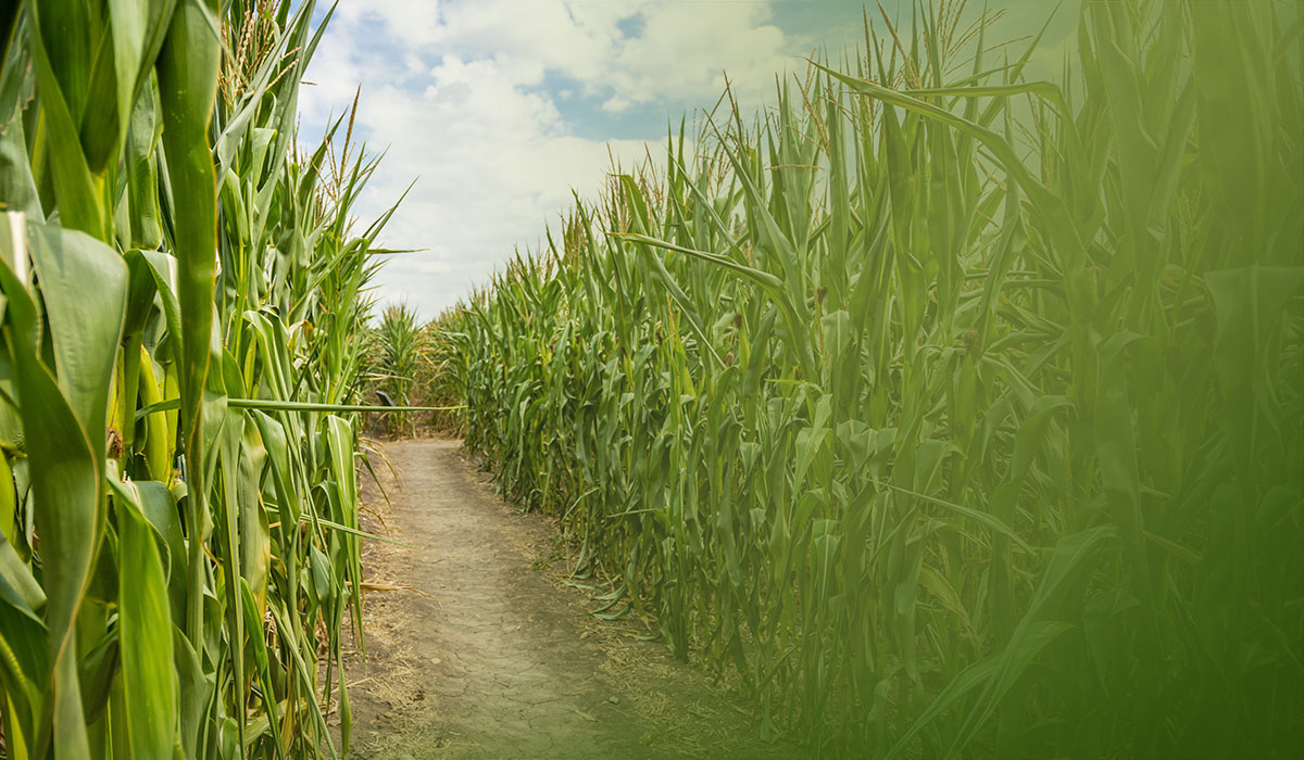 Explore our fall corn maze and other farm fun at Livesay Orchards in Porter, Oklahoma