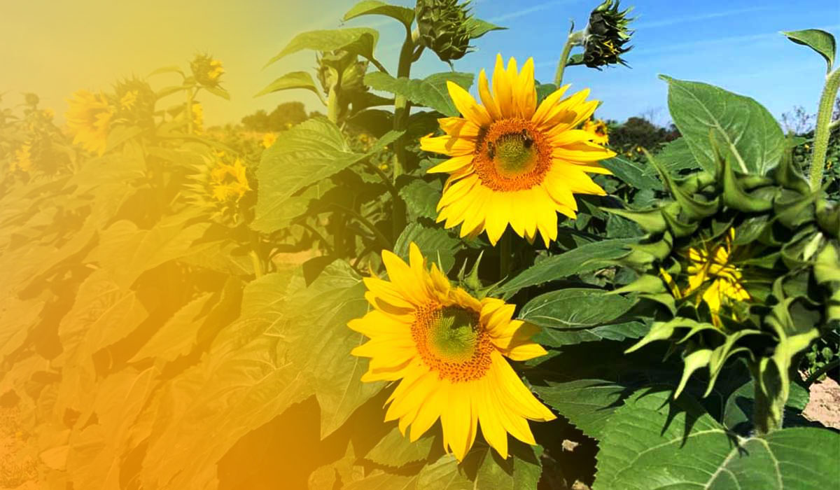 Sunflower Fest and Maker's Market at Livesay Orchards in Porter, Oklahoma