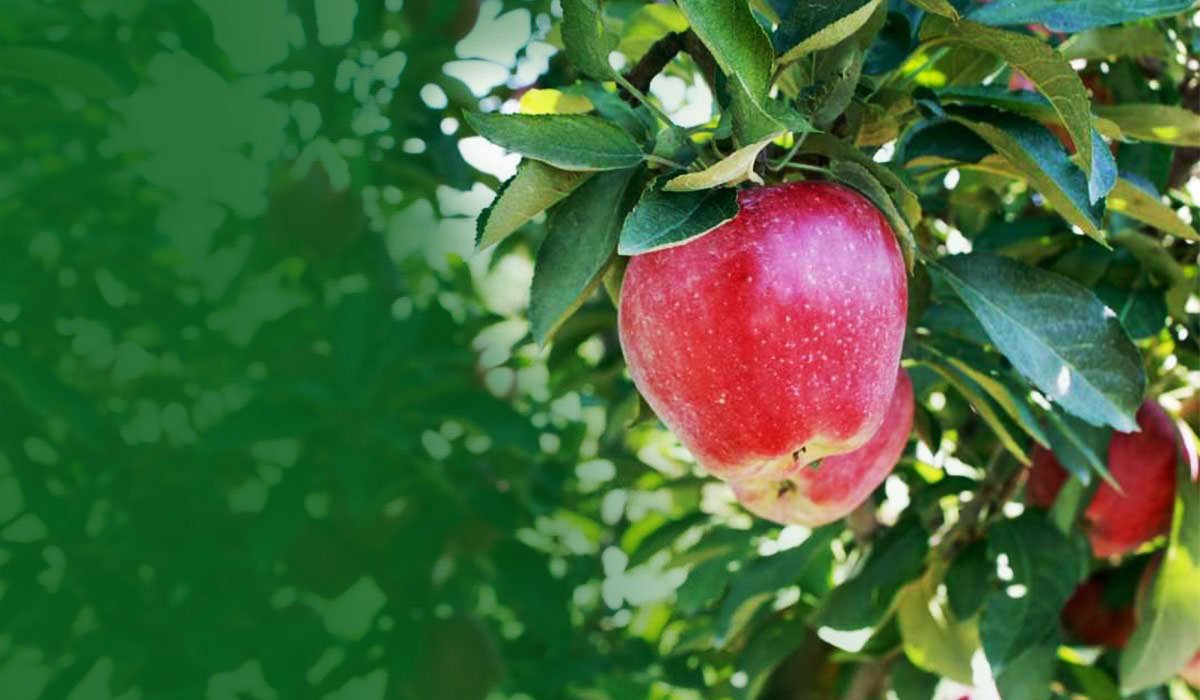 Pick-Your-Own Apples at Livesay Orchards in Porter, Oklahoma.