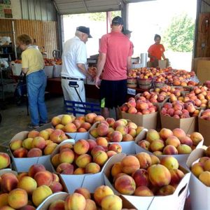 Browse our market full of pre-picked Porter peaches and taste the Porter Difference!