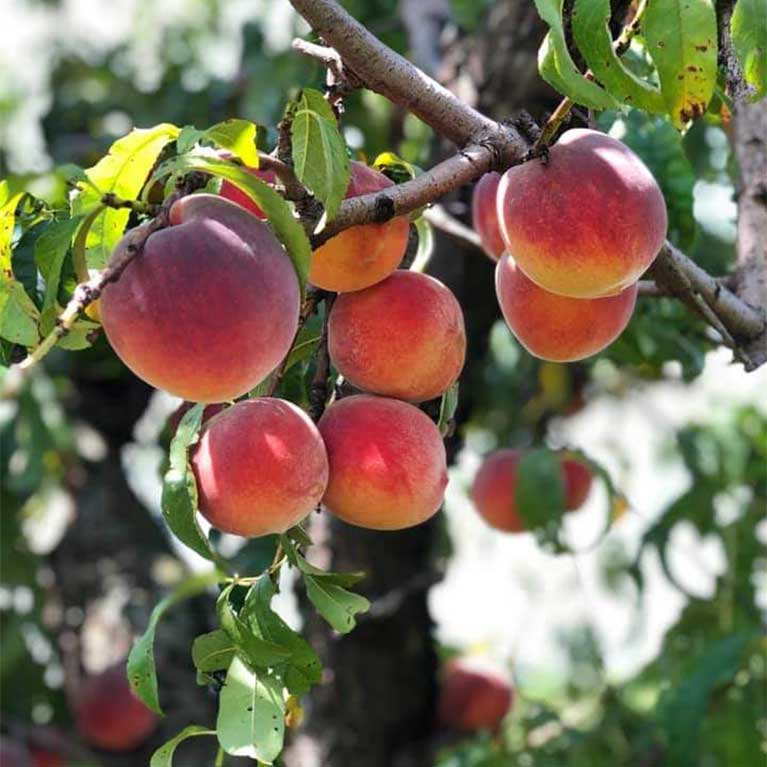Farm fresh, locally grown peaches at Livesay Orchards in Porter, OK.