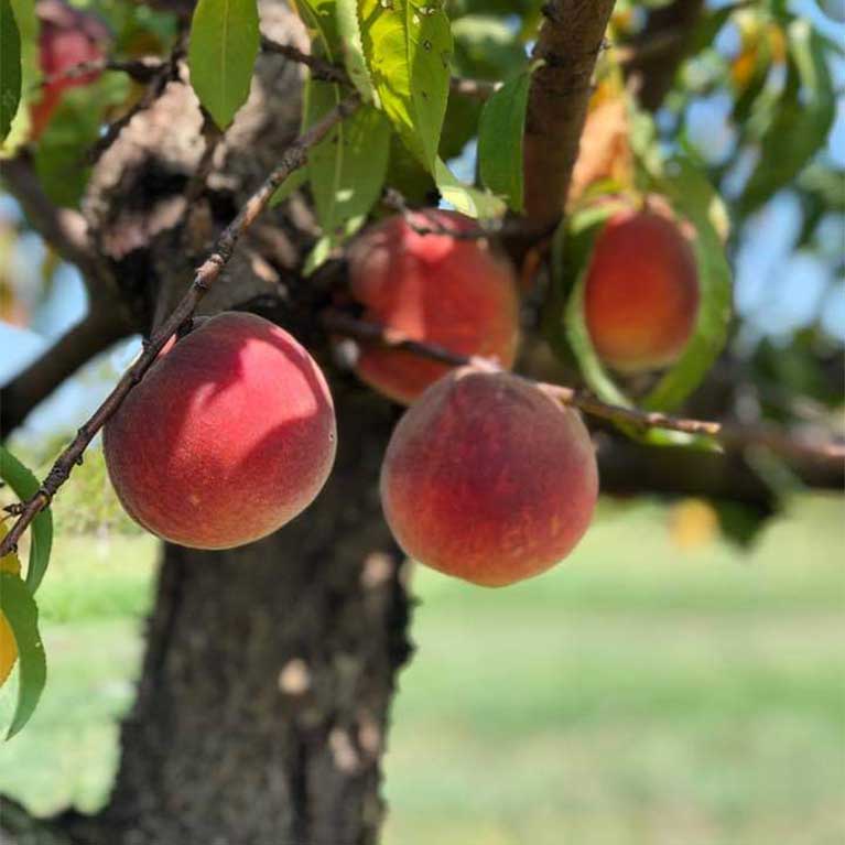 Pick your own peaches at Livesay Orchards in Porter, OK.