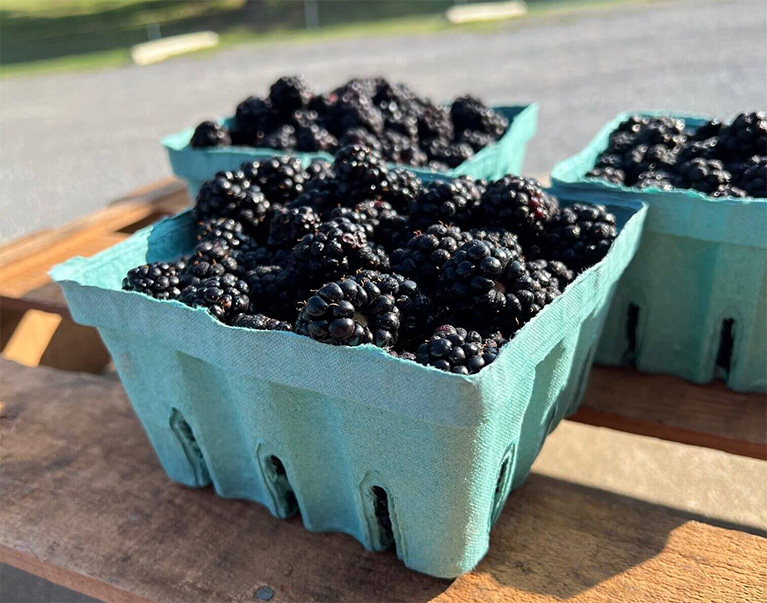 Blackberries in quarts