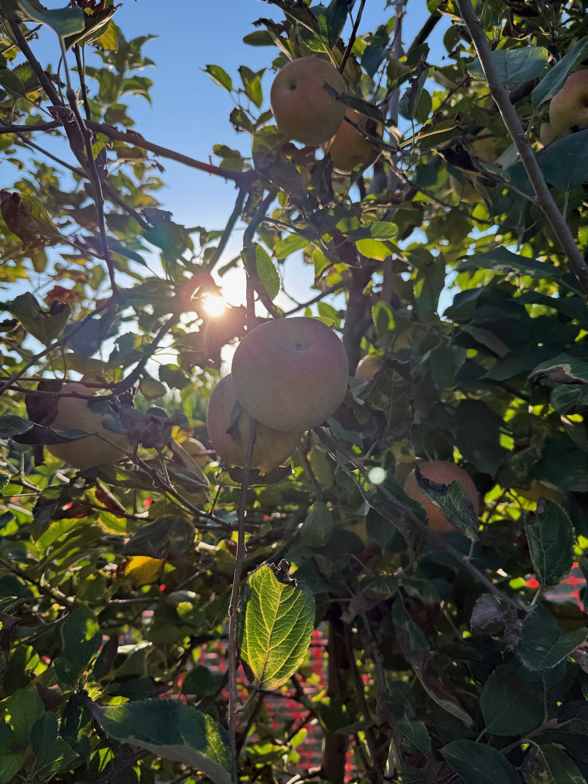 Pick-Your-Own Apples at Livesay Orchards in Porter, Oklahoma.