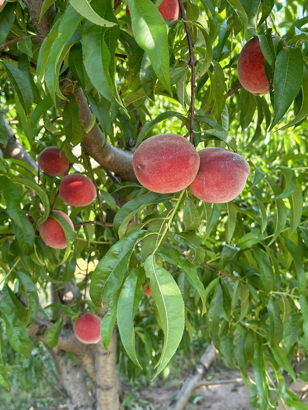 Farm fresh pick-your-own peaches at Livesay Orchards in Porter, Oklahoma